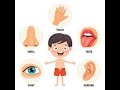 sense organs - تعليم الاطفال الحواس واعضاء الجسم بالانجليزية والعربية