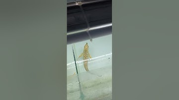 Đèn pom bối | so độ sáng của đèn dbw và đèn led zako pom cá rồng | @tàinuôicá