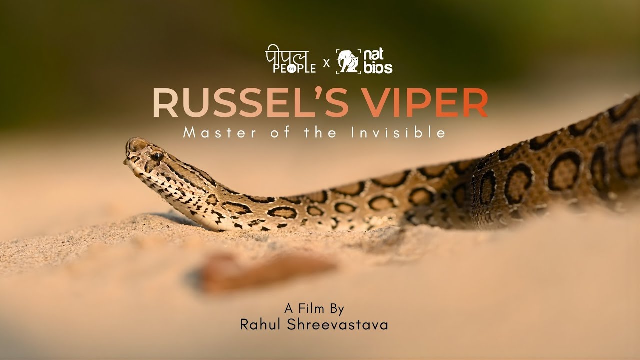 RUSSELL'S VIPER: MASTER OF THE INVISIBLE