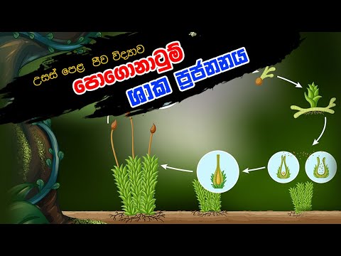 Pogonatum life cycle Sinhala - Plant reproduction - පොගොනටුම් ජීවන චක්‍රය - ශාක ප්‍රජනනය