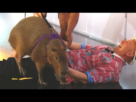 Videó: A Capybara Régóta Várt Alábbiakban Határozatlan Időre Késett