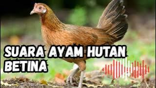 SUARA AYAM HUTAN PIKAT - SIAP-SIAP PANEN AYAM HUTAN‼️