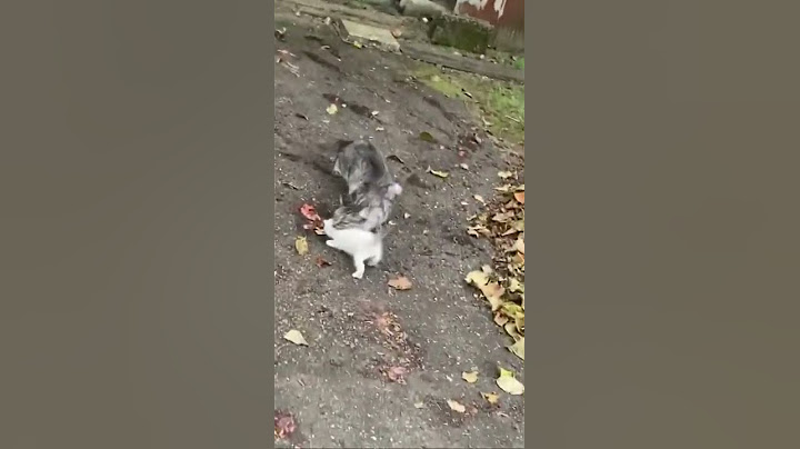 救出した子猫を親猫に返す
