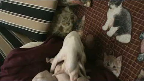 Video 10224971: sphynx kittens playing
