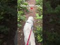 Chloe is 100% angel 🐶❤️ #dogs #dogsofyoutube #cutedogs #dogshorts #dogowner #fyp