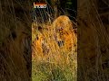 Two Tigers Kill A Sambar Deer Two Tigers Kill A Sambar Deer