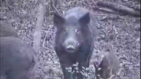 BOAR