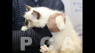 Священная бирма шоколад-пойнт. Выставка кошек PCA on-line Священная бирма шоколад-пойнт. Выставка кошек PCA on-line