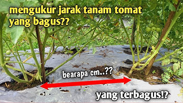 Mengukur jarak tanam tomat yang paling bagus