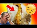 CUTTING SNAKE EGGS AND FOUND A DEAD SNAKE :( | BRIAN BARCZYK