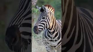 Weird African Animal Sex Facts