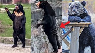 Why Do Bears Always Look Kinda Human? by BlueGum 257 views 4 months ago 1 minute, 6 seconds