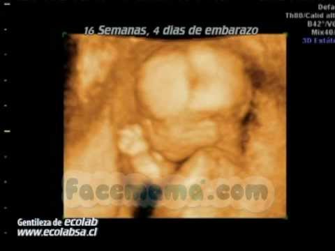 16 semanas de embarazo a cuantos meses equivale