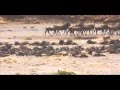 Wildebeest Crossing