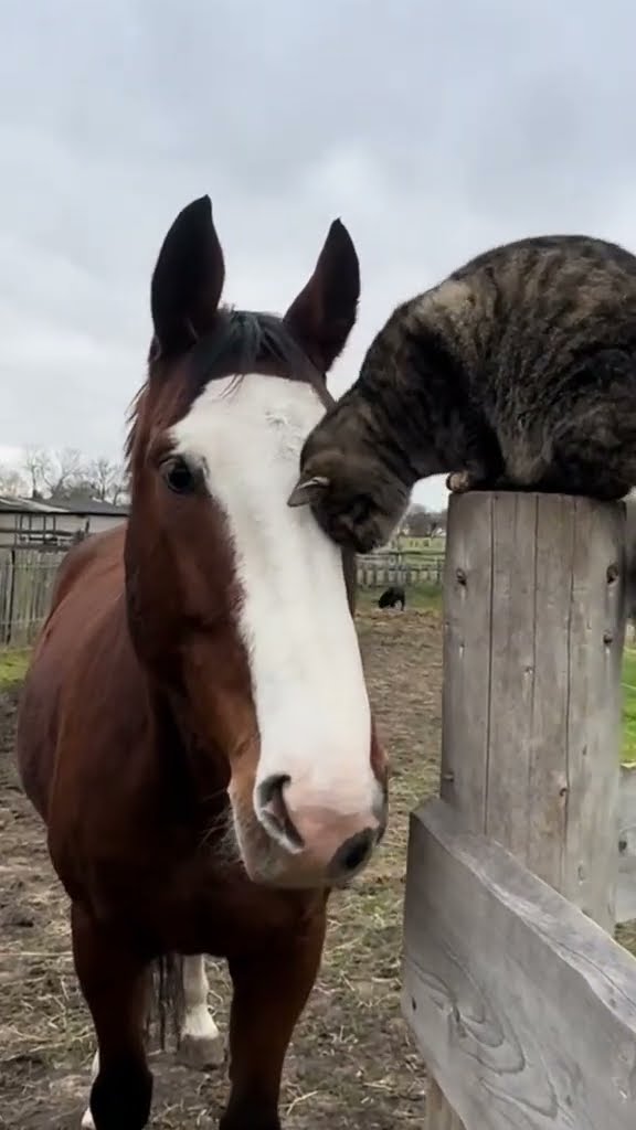 TOP DES VIDÉOS TRÈS DRÔLES LES CHATS
