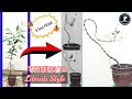 Making my 5 feet and 4 inches literati style bonsai  how to make it