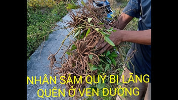 SÂM ĐẤT LOẠI CÂY THUỐC QUÝ MỌC RẤT NHIỀU Ở VEN ĐƯỜNG (phần 1)