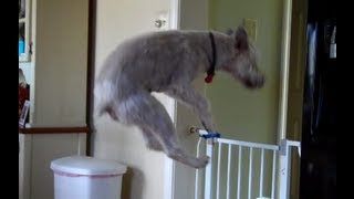 Champ Doing The Wheaten Greetin! - Soft-coated Wheaten Terrier screenshot 1