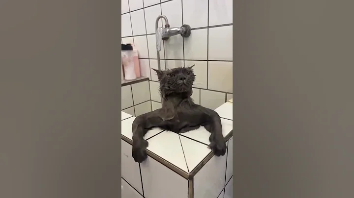 Watch the video about Hide-and-Seek Cats, Bath Time Fails & Mirror Drama