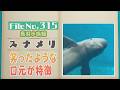 鳥羽水族館のスナメリに密着!&ldquo;背びれのないイルカ&rdquo;の秘密とは【どうぶつZOO鑑】