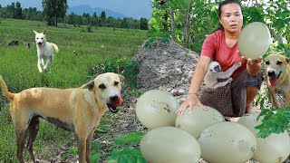 survival in the rainforest- found egg ostrich for cook with vegetable -Eating delicious HD