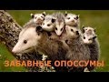 Забавные опоссумы. Интересные факты