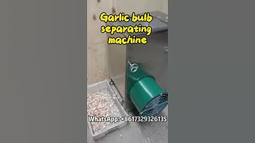 How to Quickly Separate Garlic Cloves? Try This Machine! #garlic #foodprocessing #vegetables