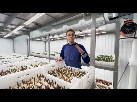 Выгонка тюльпанов 9 месяцев в году | Обзор помещения