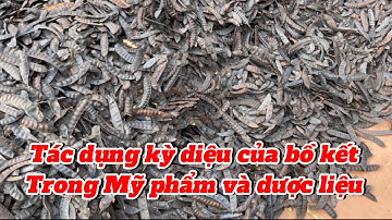 Tác dụng kỳ diệu của cây bồ kết : Mỹ phẩm và dược liệu |