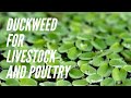 DUCKWEED CULTURE! This aquatic fern Will Reduce Livestock and Poultry Feeds Cost by At Least 20%!