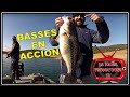 BASSES EN ACCION - Iberalia TV -