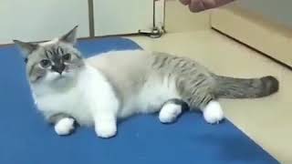 Video Lucu Hewan Edukatif Untuk Anak Cara Untuk Melatih Kucing Dengan Jari Manusia Video Lucu Hewan Edukatif Untuk Anak Cara Untuk Melatih Kucing Dengan Jari Manusia