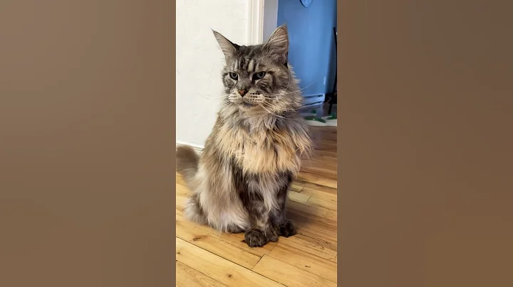 Video 6624521: big fluffy mainecoon cat, fluffy polydactyl mainecoon cat, cute fluffy mainecoon cat, big kitty cat, kitty walking