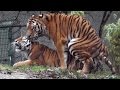 Sibirische Tiger Ahimsa und Jegor - Ttierpark Hellabrunn