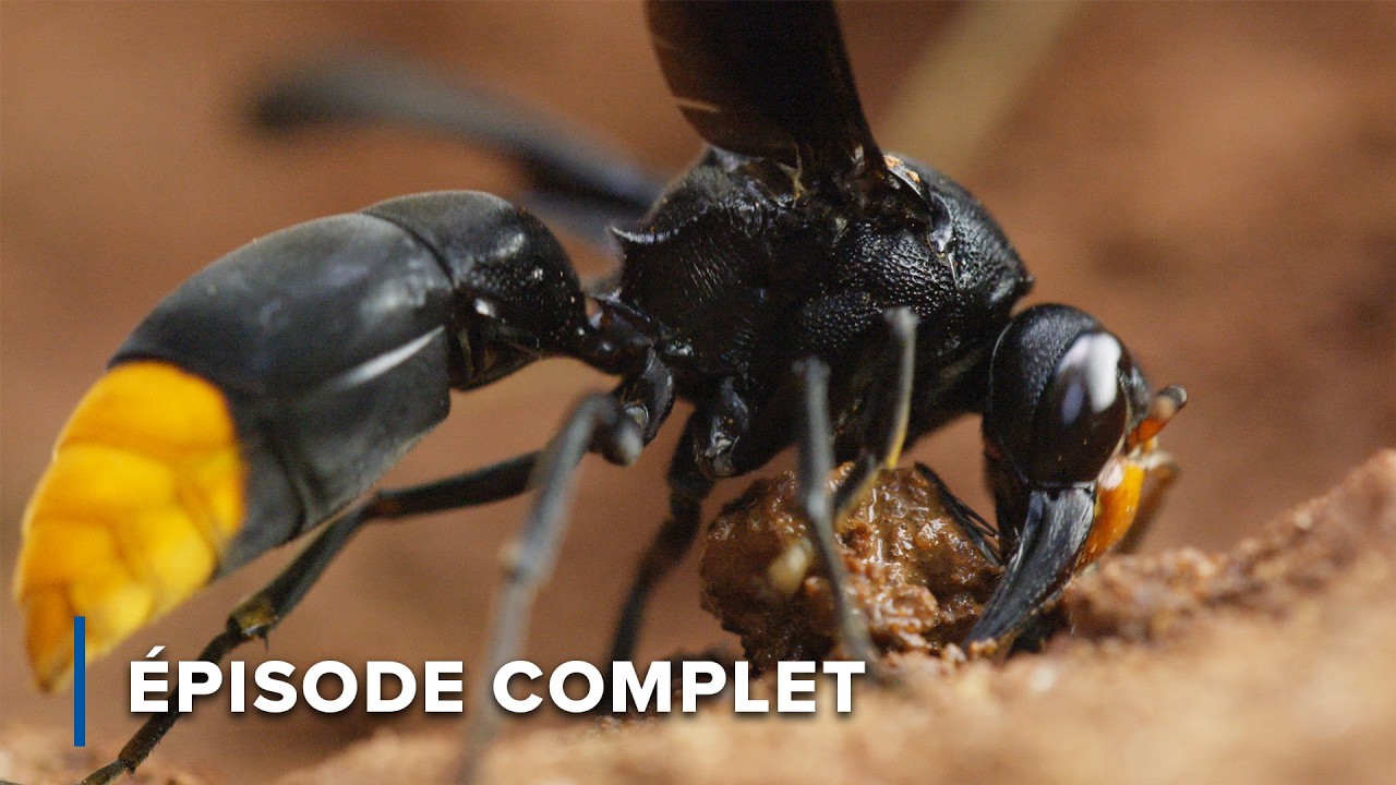 Sanctuaire dans le ciel : Flore & Faune des Cloud Mountains | Les royaumes cachés d'Afrique 102