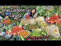 Very abundant harvest in my garden l pinay gardener in canada gardening urbangardening laycote