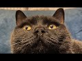 Наш котик Том | Чёрный Британский кот | Забавное видео с котом