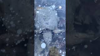 Turtle "Brumating" Under Ice in Winter