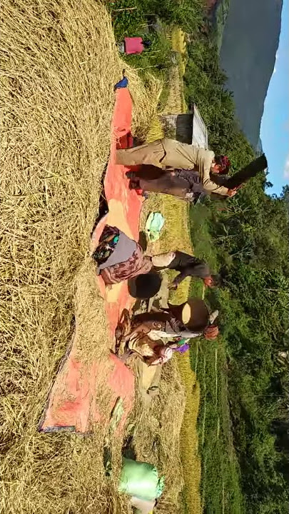 Harvesting rice in baddy field at yangsekyu, 14/10/2019