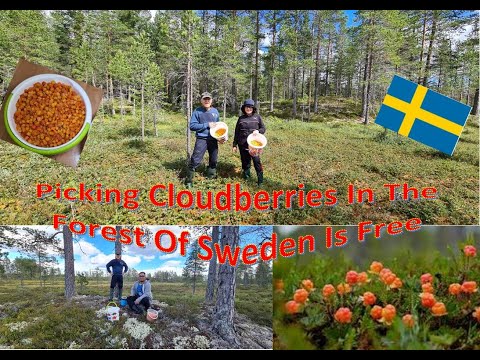 Picking Cloudberries in the Forest of Sweden is Free Vlog # 133