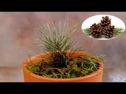 Video: Cedar Siberia (42 Foto): Deskripsi Pinus. Menanam Dan Menanam Bibit Di Dalam Negeri. Bagaimana Pohon Mekar? Fitur Sistem Root. Kapan Mulai Berbuah?