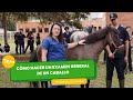Cómo hacer un examen general de un caballo - TvAgro por Juan Gonzalo Angel Restrepo