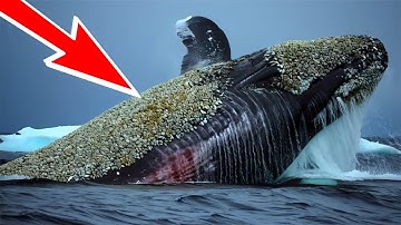 Injured Humpback Whale Covered in Barnacles Rescued by Heroic Team