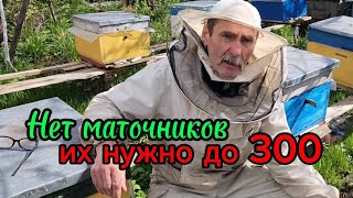 С трудом получаем ранние маточники, а для пасеки их нужно до 300!