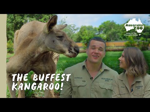 Animal Encounters at Australia Zoo - Get Up Close With Our Amazing Wildlife