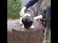 How fhe puppies are filmed, American akita 1 months