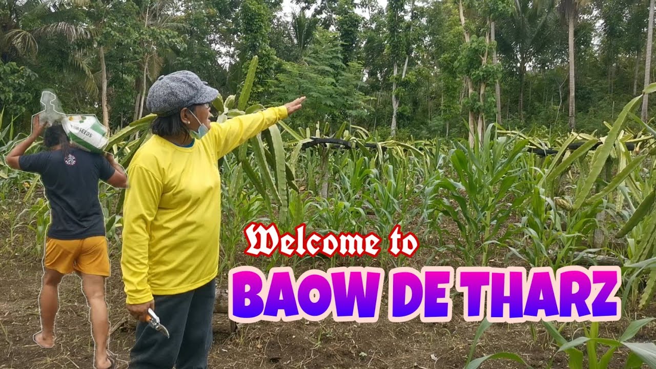 DRAGON FRUIT FARM IN ANTEQUERA, BOHOL | JEJOurney