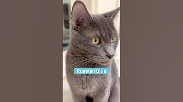 The AMAZING Russian Blue Cat Breed #cats #pets #animalfacts