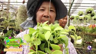 คนไทยหัวใจเกษตร  31 สิงหาคม 2560 B1