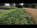 Petit topo sur les pommes de terre au jardin vivrier